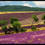 Champs de Lavandes à Sederon par Patchok34 -   Drôme Provence France