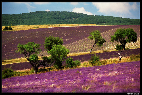 Champs de Lavandes à Sederon by Patchok34