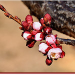 Amandier en bourgeons par Charlottess -   Drôme Provence France