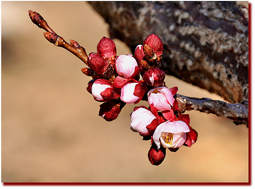 Amandier en bourgeons by Charlottess