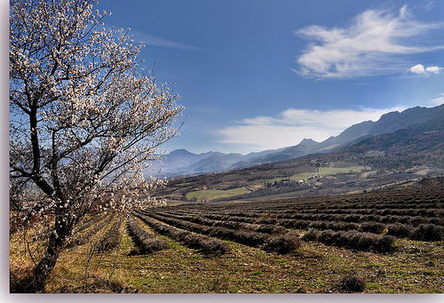 La douce vallée - Sainte-Jalle by Charlottess