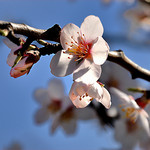 Amandier en fleurs...c'est le printemps ! by Charlottess - Sainte Jalle 26110 Drôme Provence France