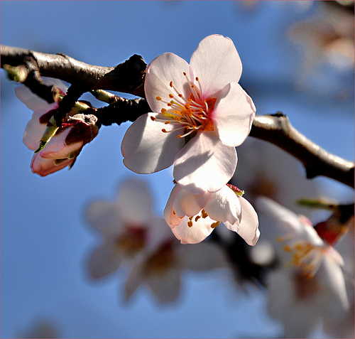 Amandier en fleurs...c'est le printemps ! par Charlottess