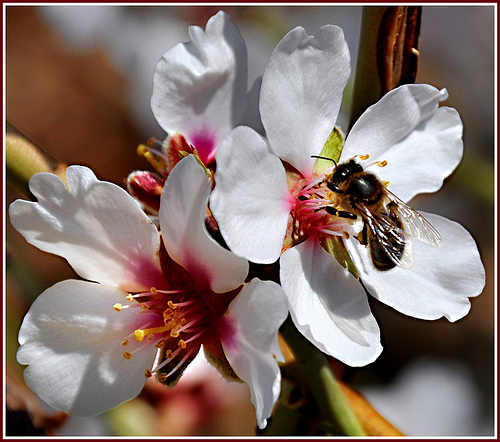 Butineuse - Sainte-Jalle par Charlottess