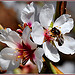 Butineuse - Sainte-Jalle par Charlottess - Sainte Jalle 26110 Drôme Provence France