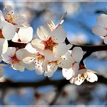 Amandier en fleurs à Sainte-Jalle by Charlottess - Sainte Jalle 26110 Drôme Provence France