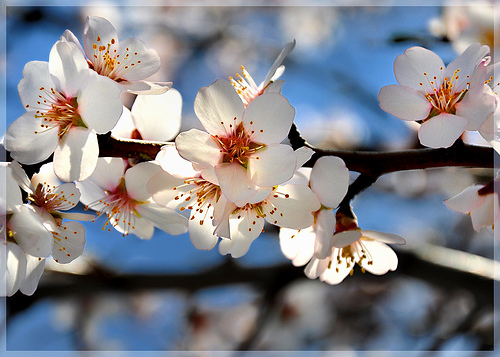 Amandier en fleurs à Sainte-Jalle by Charlottess