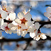 Amandier en fleurs à Sainte-Jalle par Charlottess - Sainte Jalle 26110 Drôme Provence France