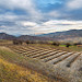 Champs de lavande en attente de chaleur et de soleil - Sainte-Jalle (26) par 1183MB -   Drôme Provence France