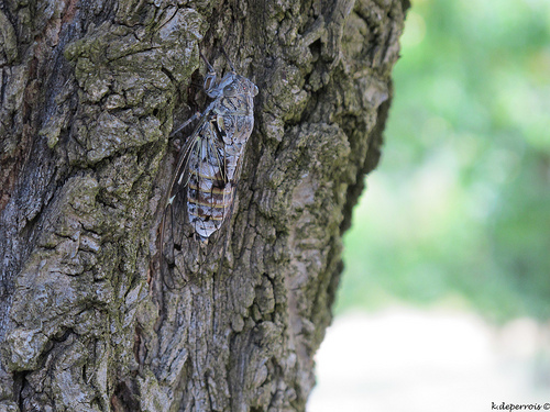 Cigale dromoise sur un abricotier by k.deperrois