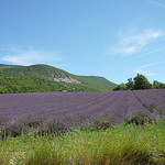 Lavande dans la drôme provençale by k.deperrois -   Drôme Provence France