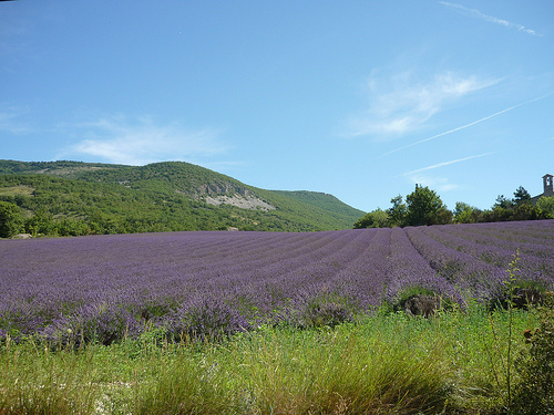 Lavande dans la drôme provençale par k.deperrois