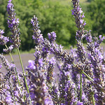 Brin de lavande by k.deperrois -   Drôme Provence France