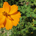 Fleur orange by k.deperrois -   Drôme Provence France