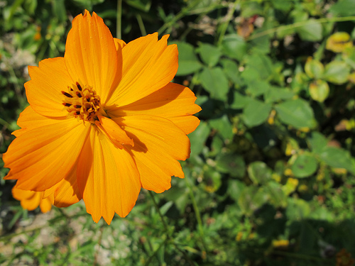 Fleur orange par k.deperrois