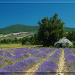 Borie dans la lavande par Patchok34 -   Drôme Provence France