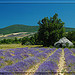 Borie dans la lavande by Patchok34 -   Drôme Provence France