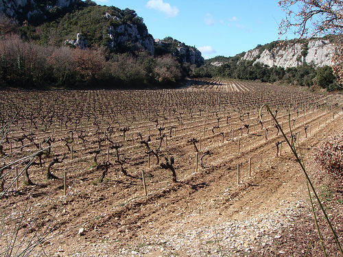 Vigne à Rochefort du Gard en février by salva1745