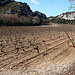 Vigne à Rochefort du Gard en février par salva1745 - Rochefort-du-Gard 30650 Gard Provence France