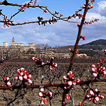 Bourgeons du Cerisier by alain bordeau 2 -   Gard Provence France