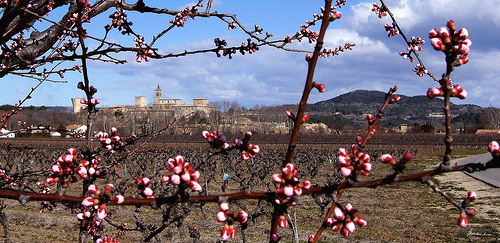 Bourgeons du Cerisier by alain bordeau 2