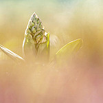 Orchis géant (Himantoglossum robertianum) by Magictreepic - Uzès 30700 Gard Provence France