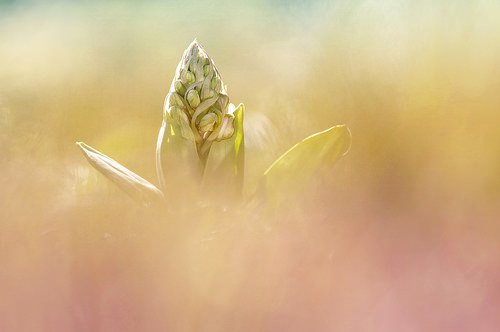 Orchis géant (Himantoglossum robertianum) by Magictreepic