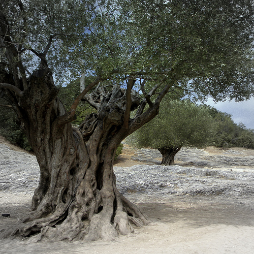 Ancient olive trees by perseverando