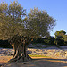 Un olivier plus que millénaire! by Super.Apple - Vers-Pont-du-Gard 30210 Gard Provence France
