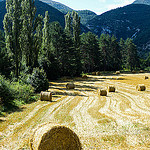 Hay Rolls / Rouleaux de foin sur vague de blés par CTfoto2013 - Barret-sur-Méouge 05300 Hautes-Alpes Provence France
