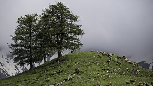 Le col du Parpaillon et ses moutons - montagne par Duez05