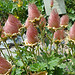 Jardin Alpin du Col du Lautaret par Hélène_D - Villar d'Arene 05480 Hautes-Alpes Provence France