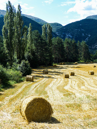 Hay Rolls / Rouleaux de foin sur vague de blés by CTfoto2013