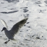 Mer & Mouette par jdufrenoy - Menton 06500 Alpes-Maritimes Provence France