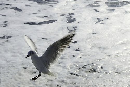 Mer & Mouette par jdufrenoy