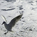 Mer & Mouette par jdufrenoy - Menton 06500 Alpes-Maritimes Provence France