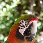 Perroquet au Zoo de Bandol-Sanary by Macré stéphane - Bandol 83150 Var Provence France