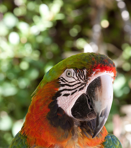 Perroquet au Zoo de Bandol-Sanary by Macré stéphane