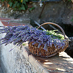 Lavenders from Provence by Belles Images by Sandra A. - Bargemon 83830 Var Provence France