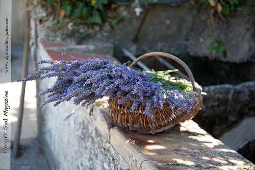 Lavenders from Provence by Belles Images by Sandra A.