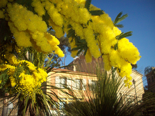 Bormes-les-Mimosas, Var. par Only Tradition