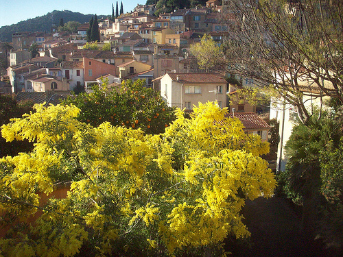 Bormes-les-Mimosas, Var. by Only Tradition