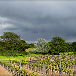 Lumière sur les vignes au printemps by myvalleylil1 - Cogolin 83310 Var Provence France