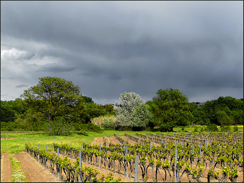 Lumière sur les vignes au printemps par myvalleylil1