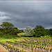 Lumière sur les vignes au printemps par myvalleylil1 - Cogolin 83310 Var Provence France