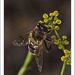 Abeille qui butine par PUIGSERVER JEAN PIERRE - Cogolin 83310 Var Provence France