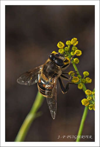 Abeille qui butine by PUIGSERVER JEAN PIERRE