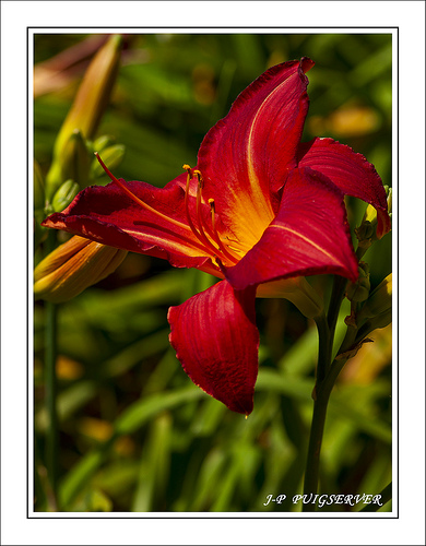 Gros plan sur Fleur rouge par PUIGSERVER JEAN PIERRE