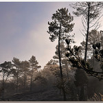 Par un matin frileux - Massif des Maures by Charlottess - Collobrieres 83610 Var Provence France