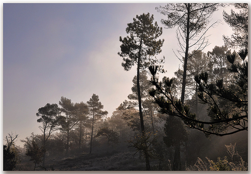 Par un matin frileux - Massif des Maures by Charlottess